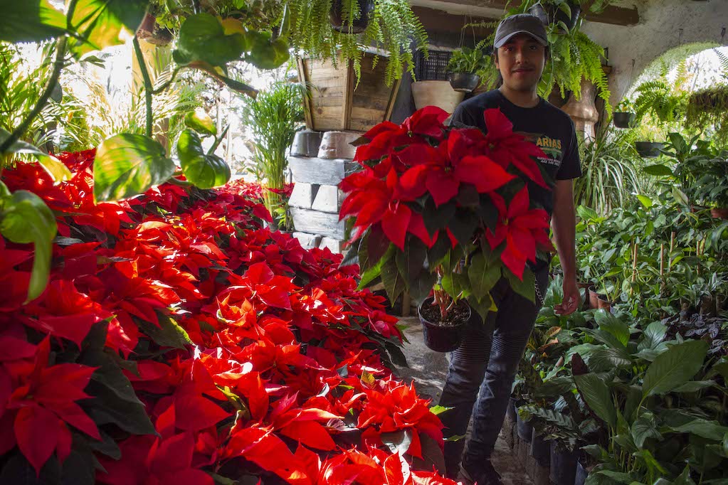 Viveros de Querétaro ya tienen en venta la flor de Nochebuena