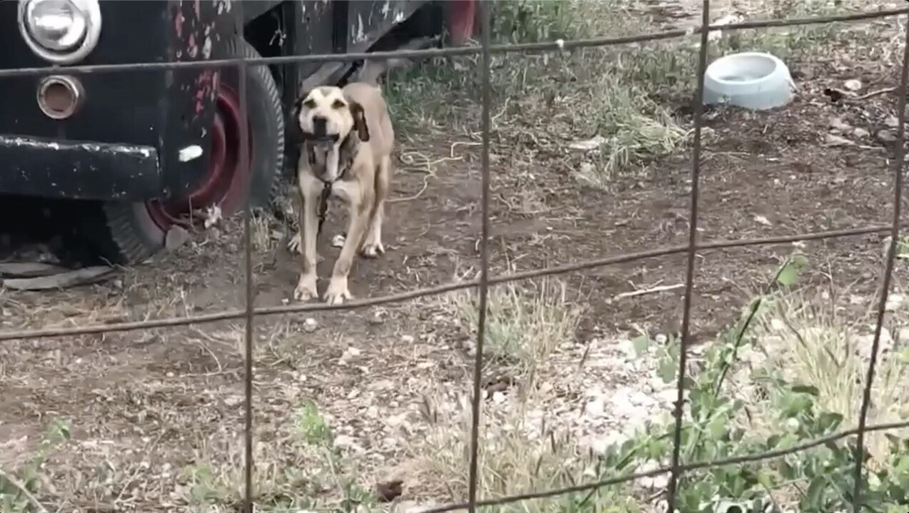 Video. Con orden de cateo, rescatan a Capi, un perrito atado a una cadena en Querétaro