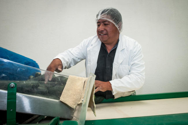 Trabajo en empacadora me cambió la vida: Porfirio