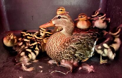 Rescatan a 18 patos mexicanos en Querétaro y los reubican en zonas protegidas