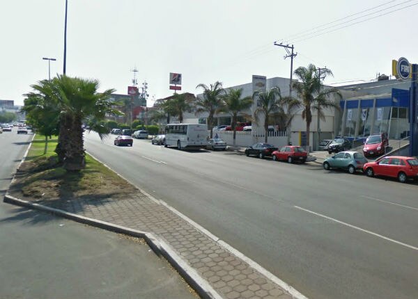 Retirarán 80 palmeras