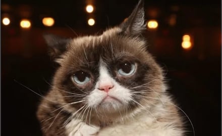 Muere Grumpy Cat, una leyenda del internet