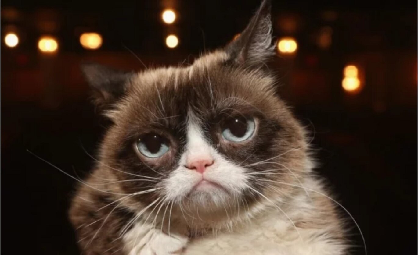Muere Grumpy Cat, una leyenda del internet