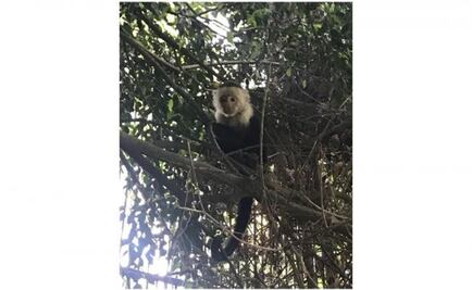 Continúa búsqueda de mono capuchino visto en Reforma