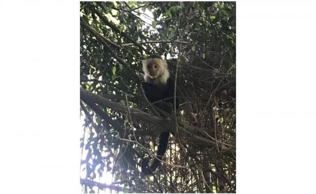 Foto: Cortesía SSPCDMX