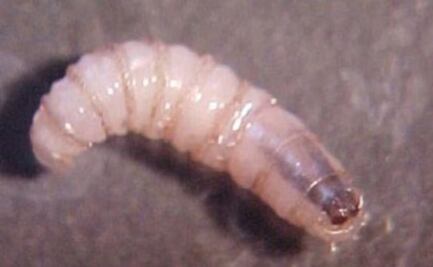 Gusano barrenador ya alcanza a animales silvestres; aves, ciervo, búfalo y un primate, los afectados