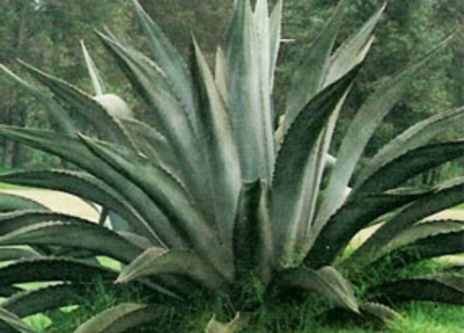 Las maravillas del maguey