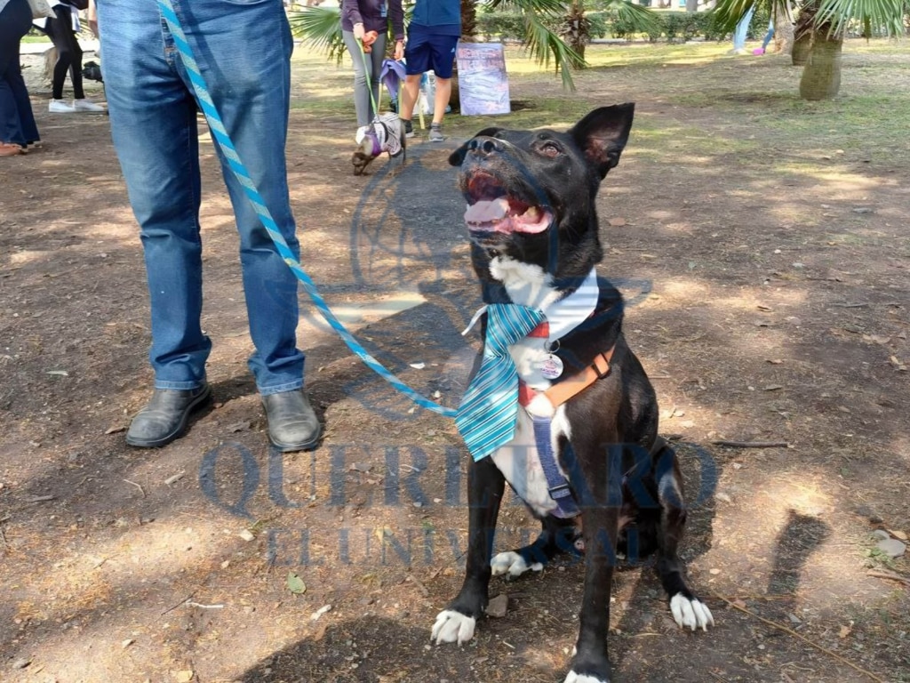 FOTO. DOMINGO VALDEZ