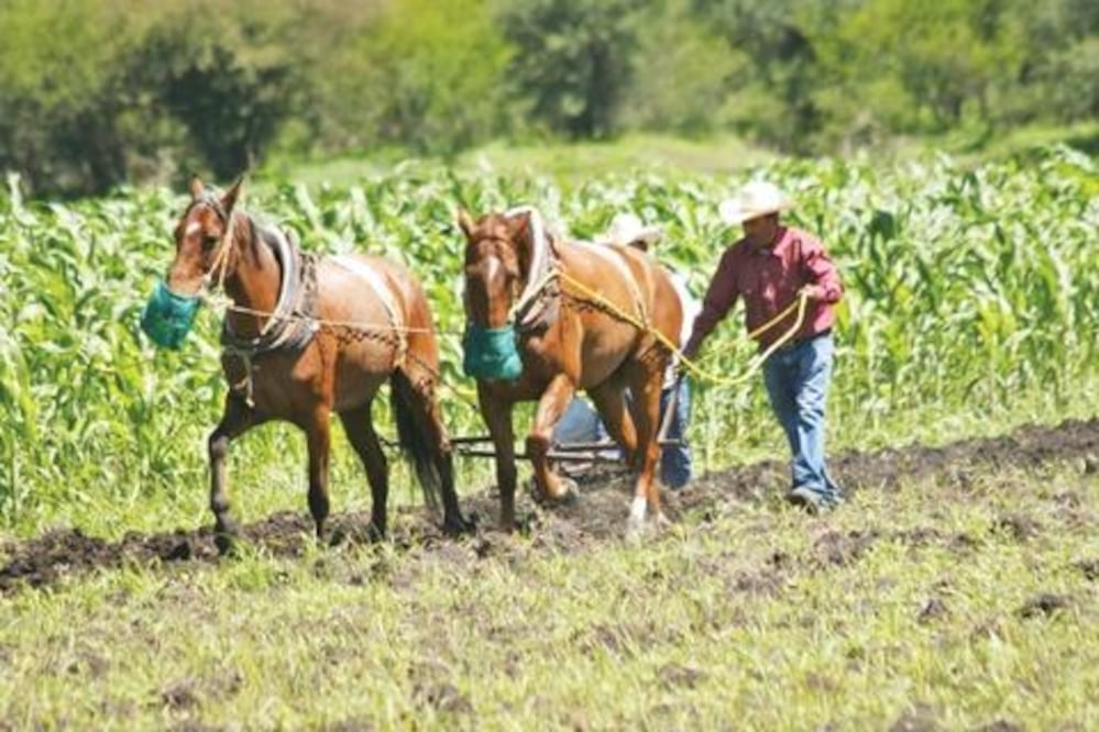 En crisis, el campo queretano