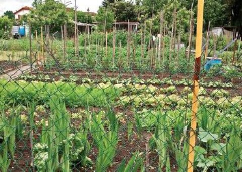 Pretenden incrementar huertos