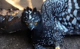 Registran avistamiento inédito en Querétaro de Águila Tirana