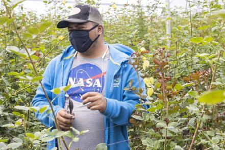 El Organal, la comunidad ubicada en Querétaro, cuyo modo de vivir depende de las rosas 