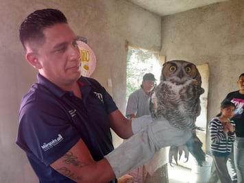 Rescatan a búho en Querétaro; vecinos lo hallaron lastimado