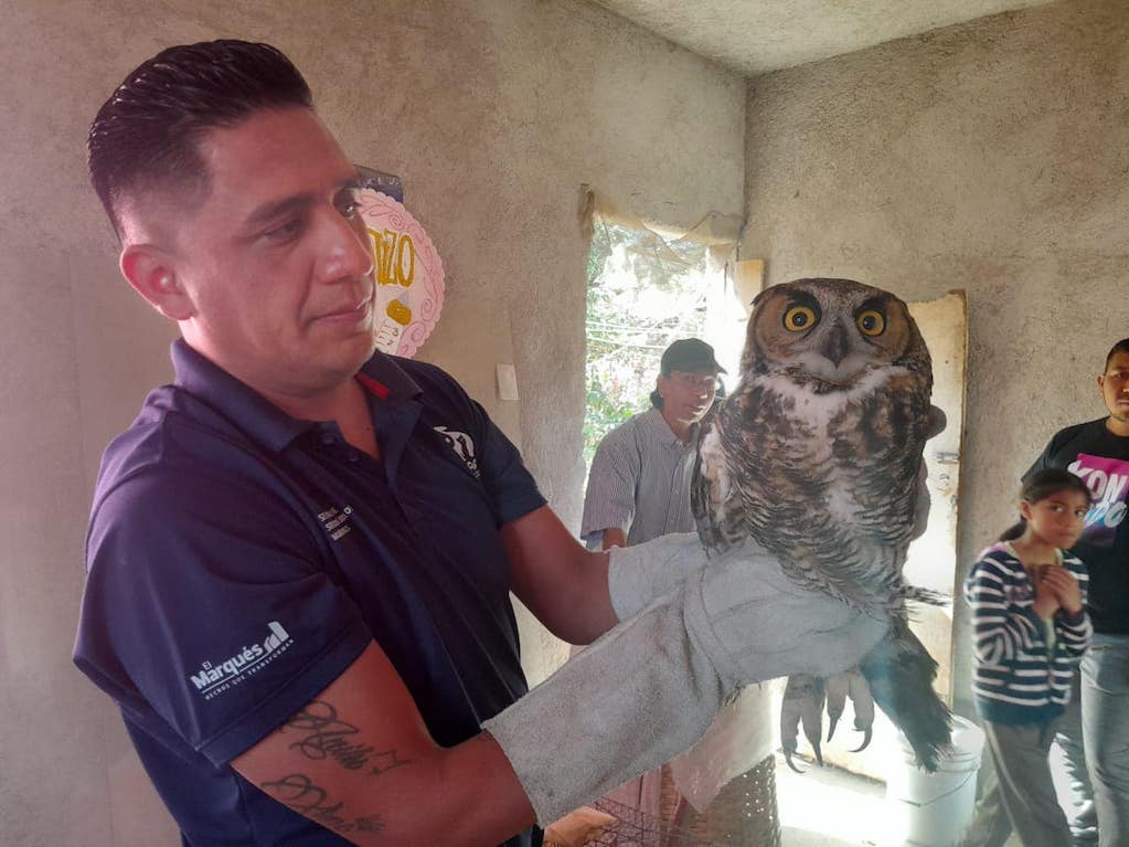 Rescatan a búho en Querétaro; vecinos lo hallaron lastimado