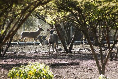 Protegido, el cimatario: Sedesu