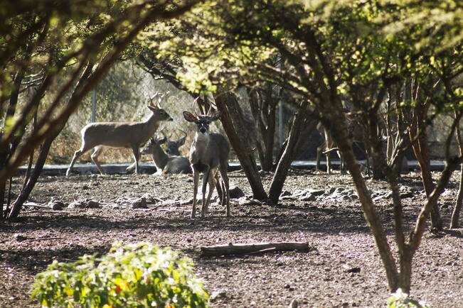 Protegido, el cimatario: Sedesu