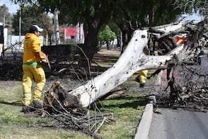 Intervienen parque en Jardines de la Hacienda con mantenimiento y reposición de arbolado