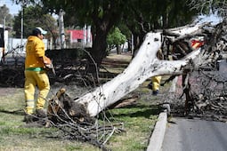 Intervienen parque en Jardines de la Hacienda con mantenimiento y reposición de arbolado