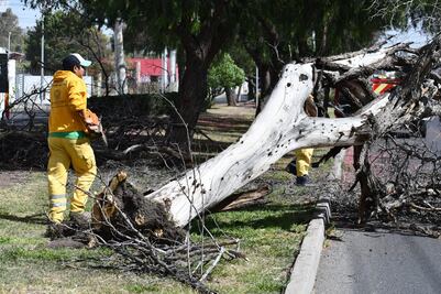 Intervienen parque en Jardines de la Hacienda con mantenimiento y reposición de arbolado