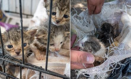 En un costal, abandonan a gatitos recién nacidos en El Marqués