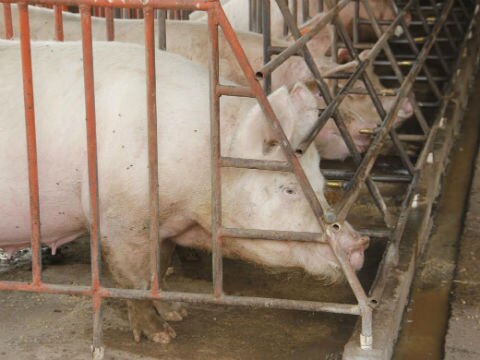 Confirman presencia de diarrea porcina