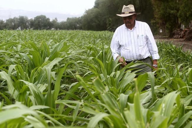 En San Juan del Río se entregaron 503 documentos agrarios a ejidatarios, donde participaron autoridades municipales y federales; 197 correspondieron a títulos de propiedad. FOTO: CÉSAR GÓMEZ. EL UNIVERSAL