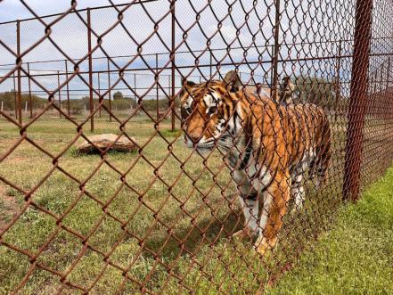 Santuaai, el santuario de Querétaro que da refugio a los animales exóticos del país 