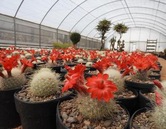 Recorte a investigación no afecta a Querétaro, dice Concyteq