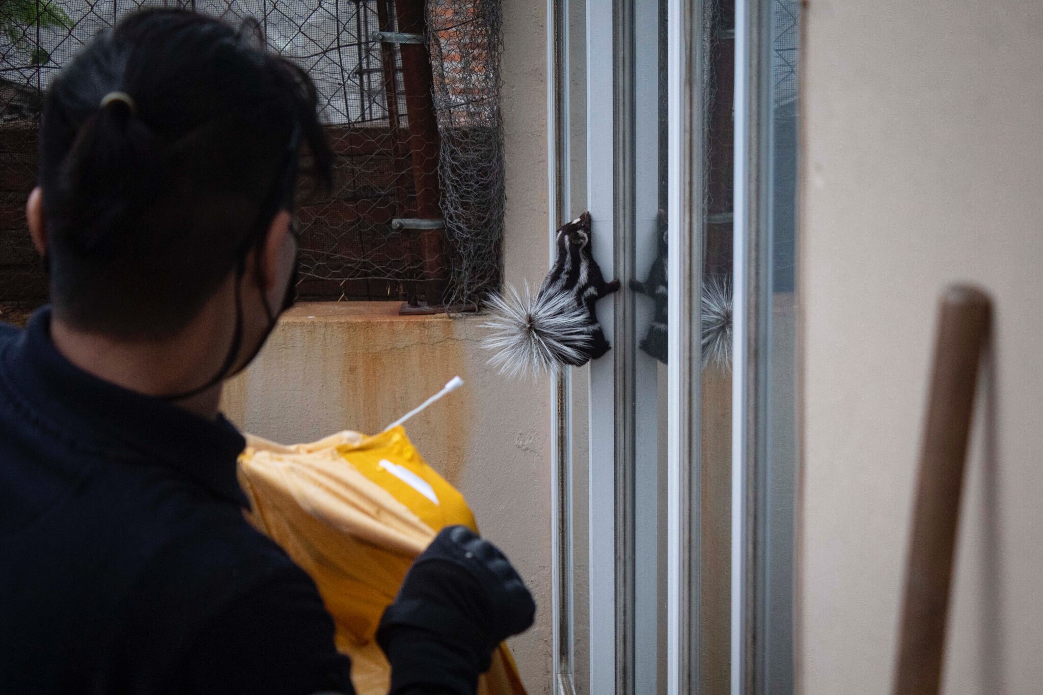 Hallan zorrillo en el patio de una casa en Querétaro; lo recuperan y llevan a su hábitat