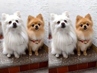 Buscan a los perritos Flounder y Melody; fueron robados en la colonia El Jacal, en Querétaro