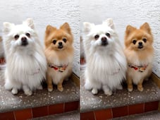 Buscan a los perritos Flounder y Melody; fueron robados en la colonia El Jacal, en Querétaro