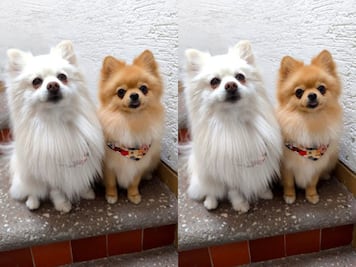 Buscan a los perritos Flounder y Melody; fueron robados en la colonia El Jacal, en Querétaro