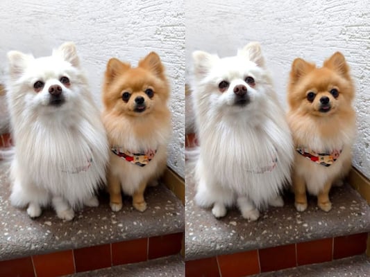 Buscan a los perritos Flounder y Melody; fueron robados en la colonia El Jacal, en Querétaro