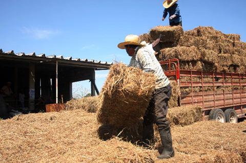 Busca sector pecuario alternativas