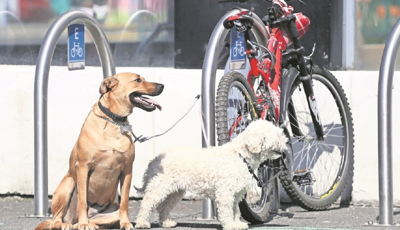 ¡En Guanajuato! Torturan y matan a perros; ya se investigan los casos