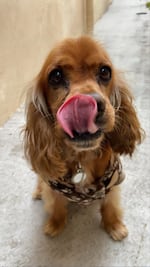 Arman rifa para salvar a "Tato", lomito diagnosticado con problemas cardiacos