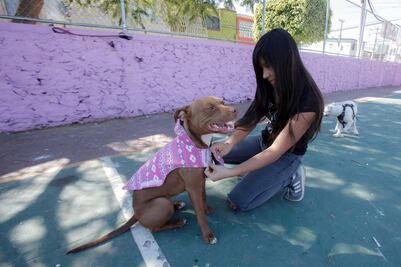 Anuncian campaña de esterilización a bajo costo para perros y gatos