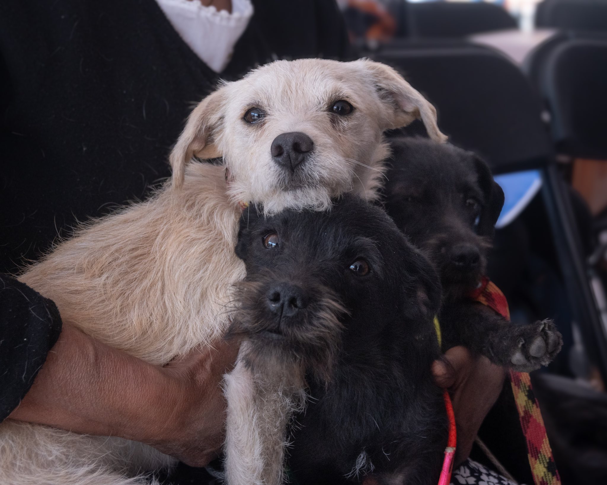 Ospital busca incluir a mascotas en los procesos de divorcio