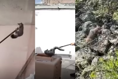Rescatan a un cacomixtle en San Juan del Río; estaba en el patio de una casa