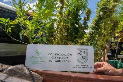 La UAQ desarrolla investigación de la "María Juana"; busca propiedades curativas