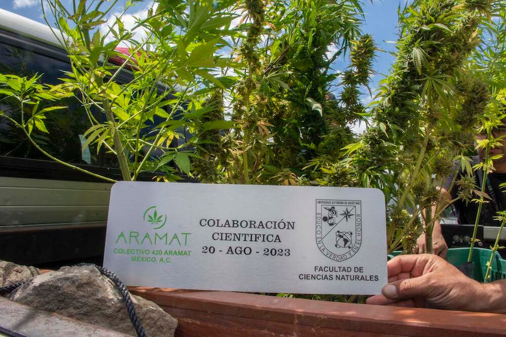 UAQ investigará usos curativos