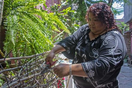 Querétaro resguarda el árbol que da espinas en forma de cruz