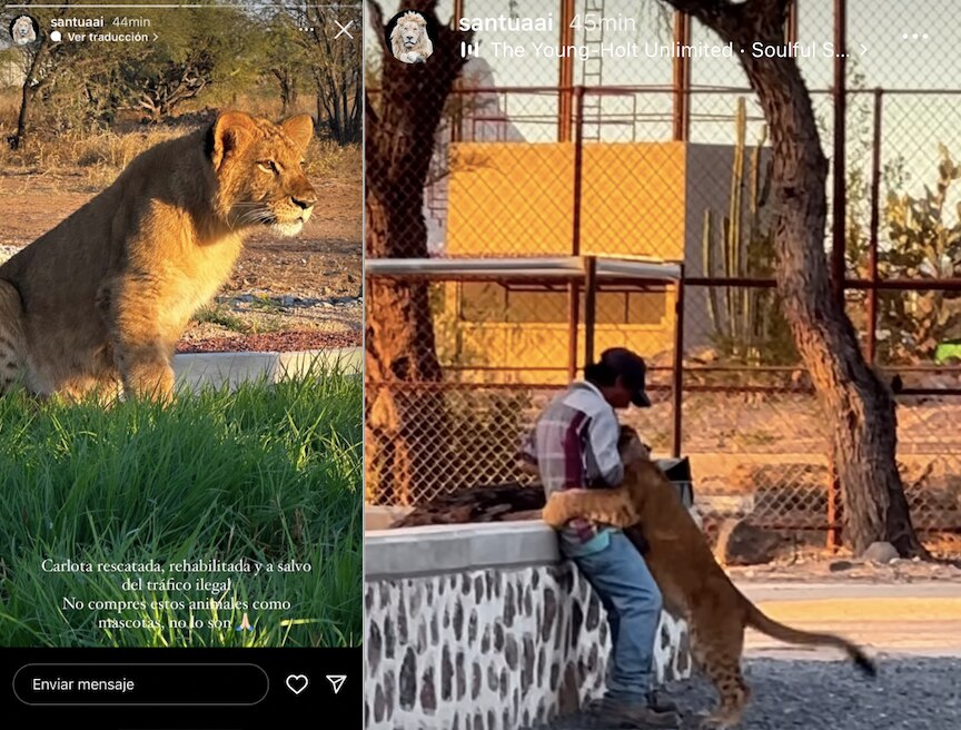Leona se emociona al ver a su cuidador en Santuaai; el lugar recibe especies salvajes en Querétaro