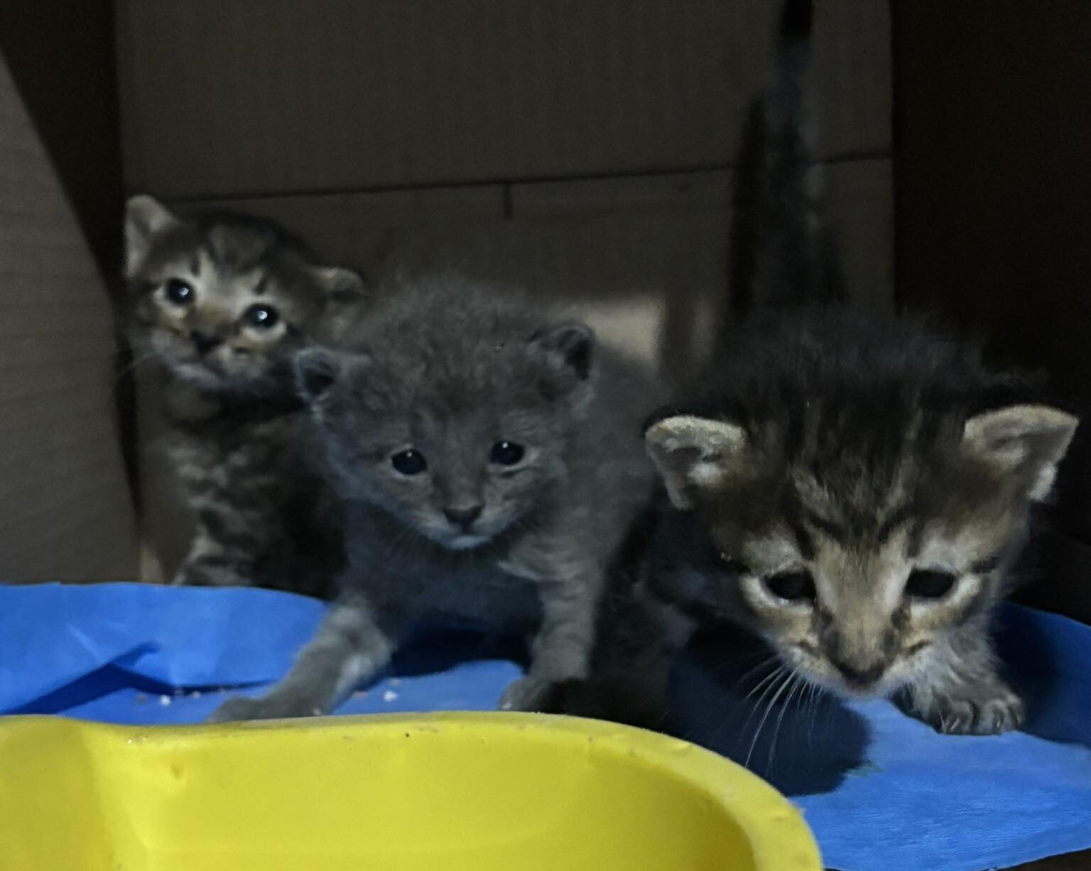 Rescatan a gatitos bebés abandonados en una bolsa de basura en San Juan del Río