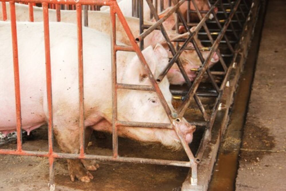 Confirman presencia de diarrea porcina en lechones