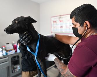 Querétaro analiza crear un hospital público para animales domésticos