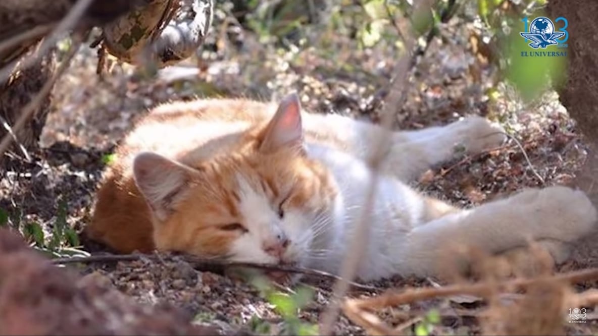 Foto: Tomada de la cuenta de Twitter @Carmen_Hern