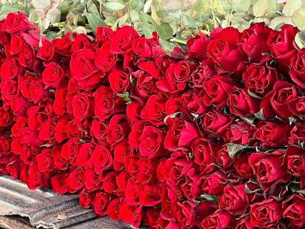 A marchas forzadas recolectan las rosas; se acerca el 10 de mayo