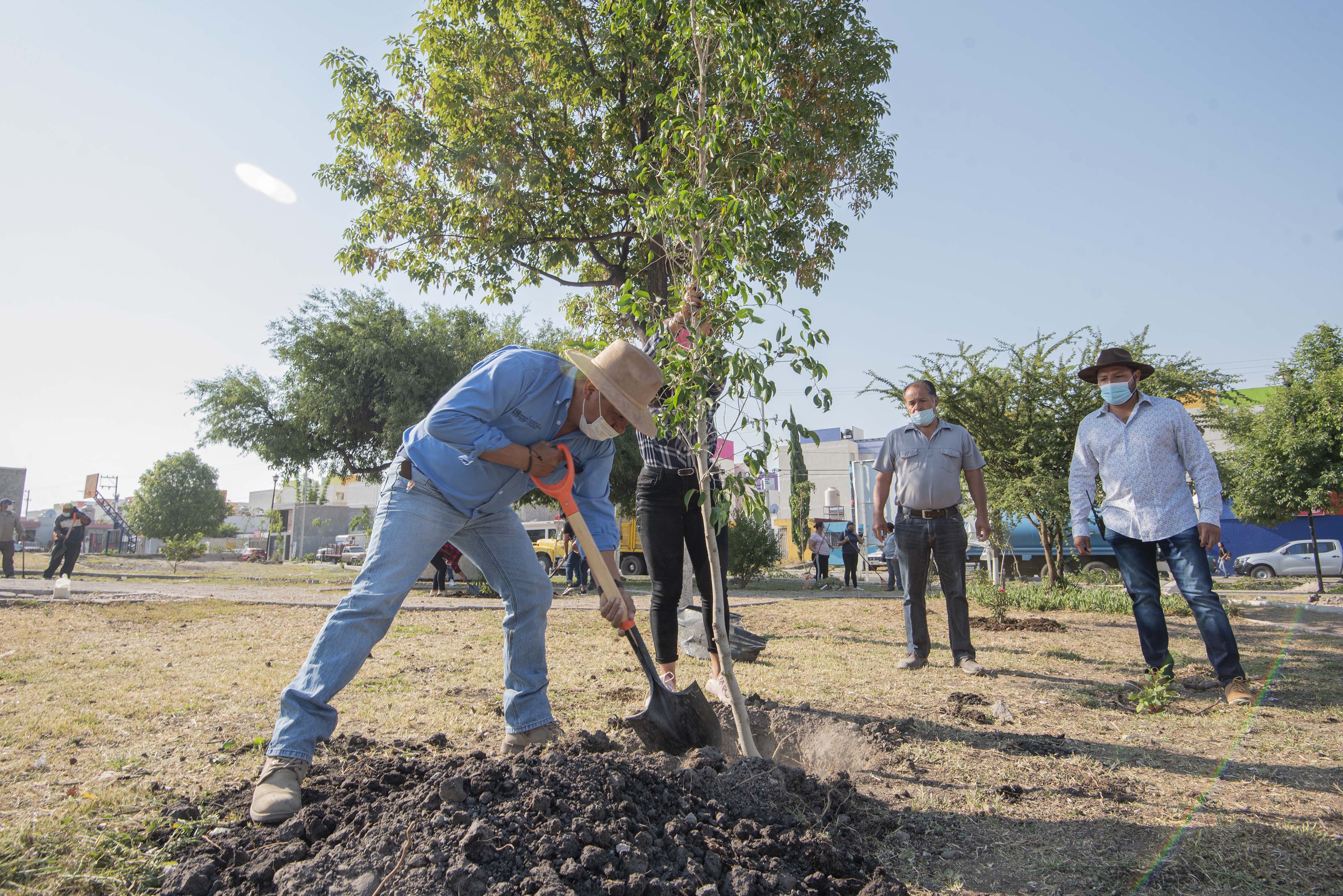 Ve por tu arbolito y únete a la reforestación del próximo 3 de julio