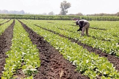 Prevén que lluvias suban 5% la cosecha
